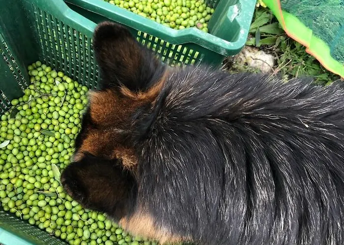 La Corte Del Sole Gospodarstwo agroturystyczne *