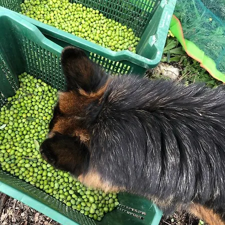 La Corte Del Sole Farmház *